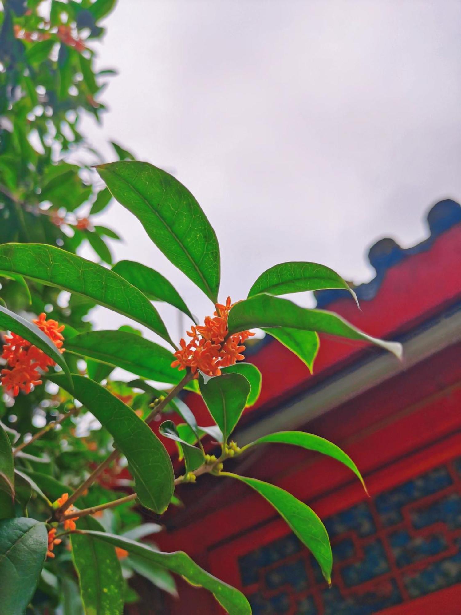 Wenjun Courtyard Hotel---3mins Walk From Subway Station ,near Tianfu Square, Speaking ,tour Servcie Отель 4*
